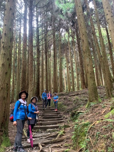 觀霧-檜山巨木群步道2925846