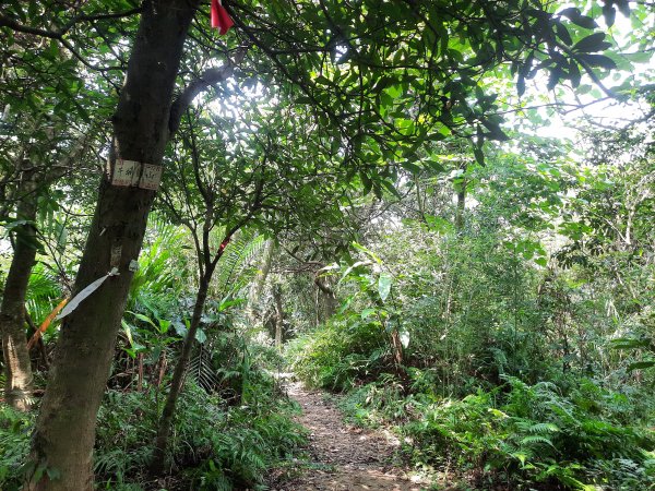 圓通寺烘爐地登山步道1425392