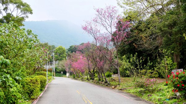 《西江月。竹子湖春》2721781