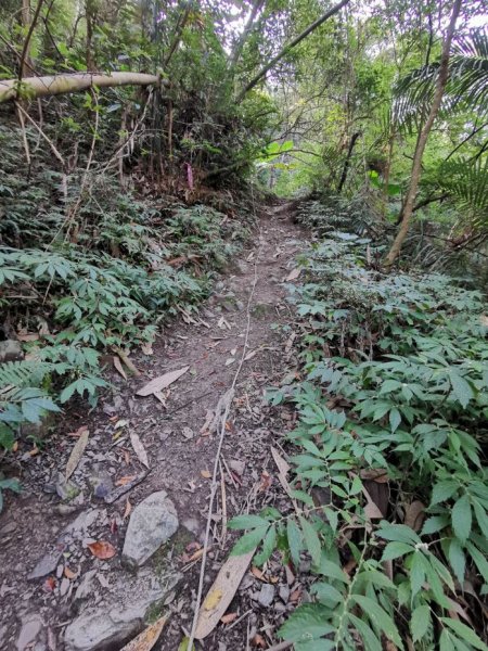 步道巡訪員│鳥嘴山步道 1 月巡訪日誌810562