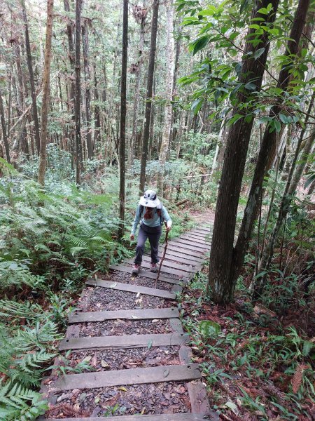 一日魚池三步道：澀水森林步道、魚池尖登山步道、金龍山步道202207021803894