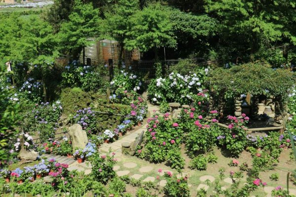 陽明山  頂湖環狀步道  ，竹子湖芋見小路 歐洲庭園 浪漫繡球花步道2174262