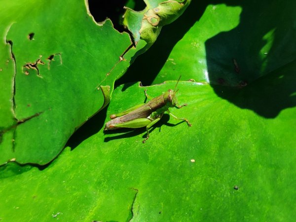 福源山步道-鶯歌大榕樹平台2847758