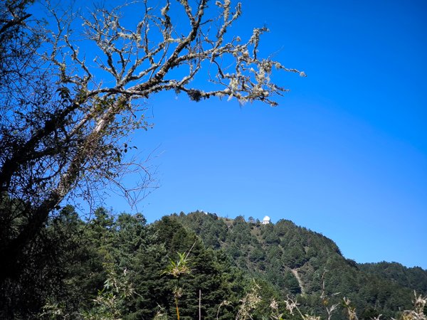 2025-08-24 塔塔加-大鐵杉-鹿林山莊-鹿林前山-鹿林山-黑森林-玉山登山口-上東埔2869088