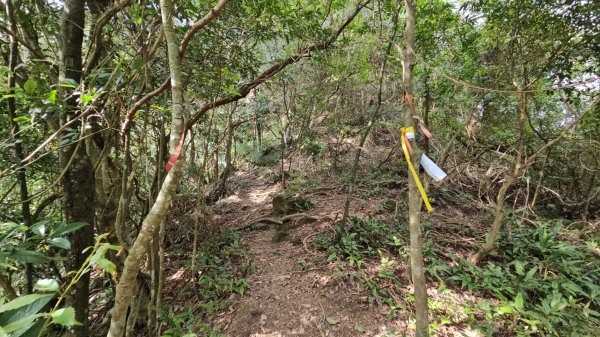 20260112月扇湖山&四分子古道O走+烏塗溪步道2986516