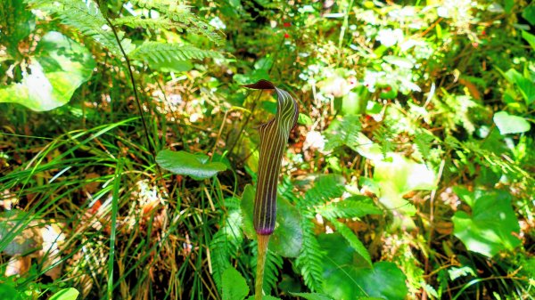 鹿兒島開聞岳,龍宮神社3027947