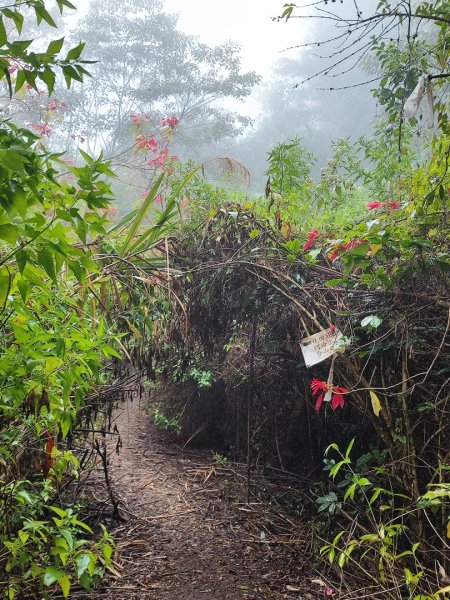 谷關老八阿冷山2699783