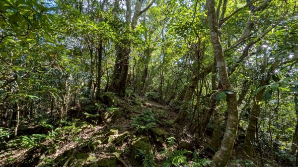 114.06.28內平林山-番子坑山-平湖森林遊樂區之O型2824268