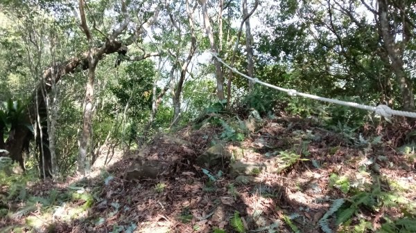 坪林區仁里坂山-火炎山未竟跟聯合艦隊除草去3125119