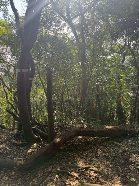 20250502 安坑七山2775109