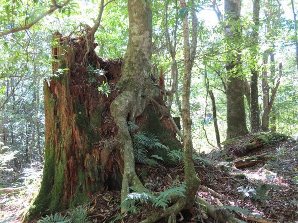 屯野生台山、石麻達山連走497660