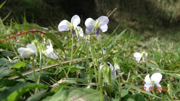 2020首度七星主東峰&大屯5連峰O型821220