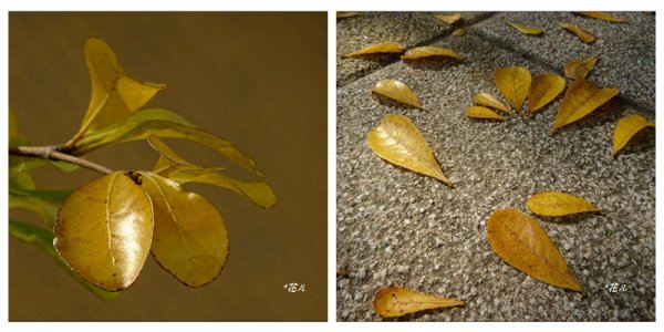 小葉欖仁/黃金雨1634893