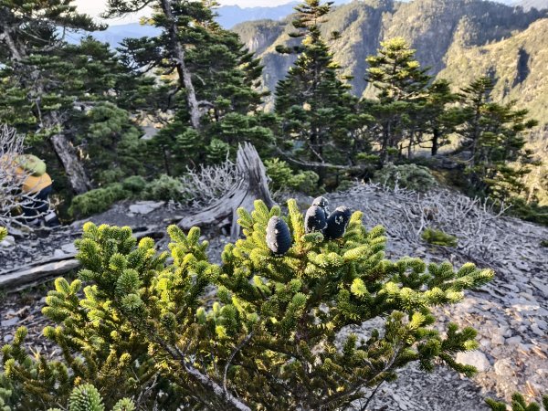 北一段(08/14)陶塞峰 2025_0906~132886937