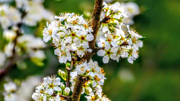 宮崎高千穗峽,愛情十字海3027821