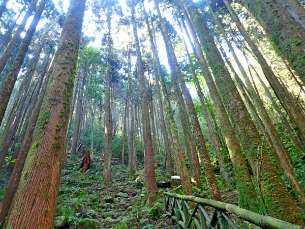 橫嶺山連走鳶嘴山2019/4/30575779
