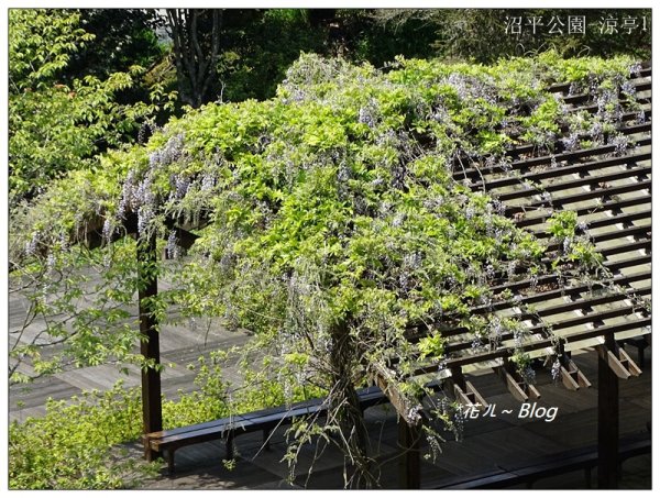 阿里山慈雲寺の紫藤2782146