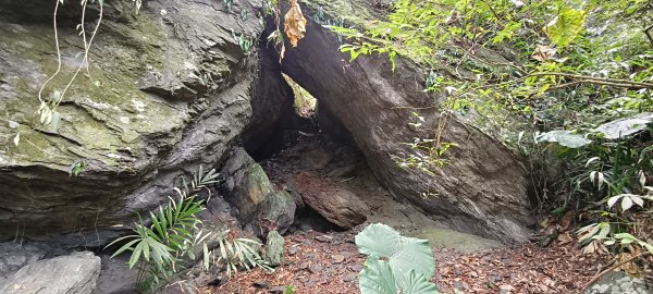 2026/01/01_雪山坑環線步道O型2978094