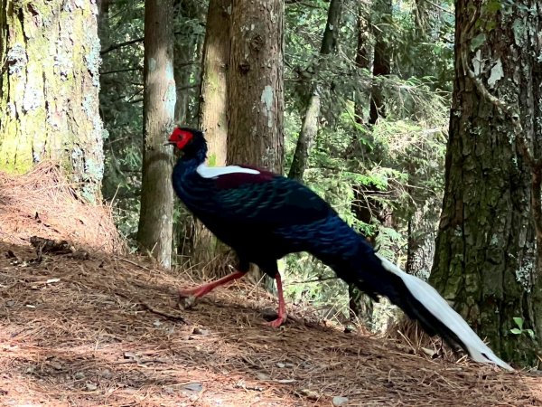 1141108-09桃山單攻2935962