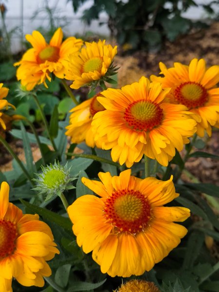 2025-03-08 汶水三山：金童山、汶水山、玉女山 連走2736583