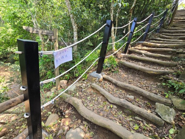 台中大坑頭嵙山（大冠鷲／木蜂／五色鳥／血藤花／鳳凰花）2758839