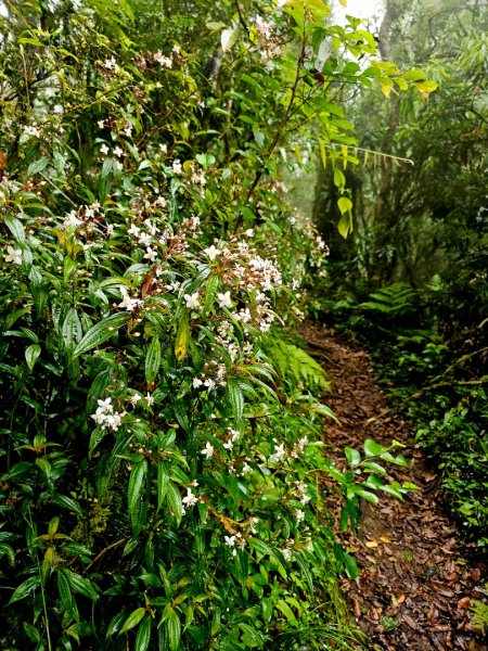 都蘭山-小百岳#93-台東縣東河鄉2779403