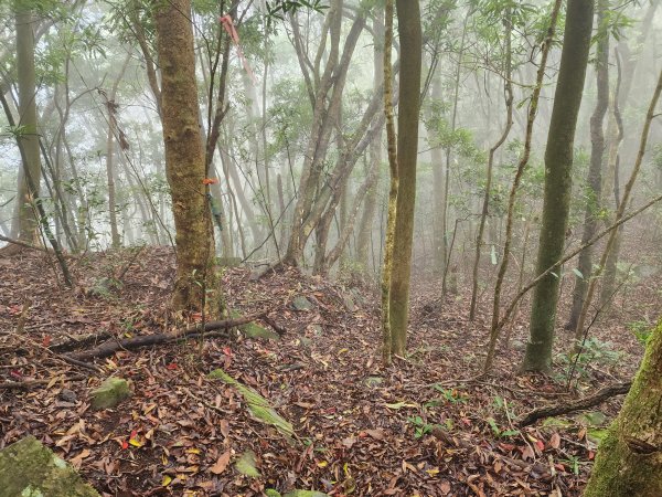 20230409那羅山、煤源山、大混山、道下山O型2142003