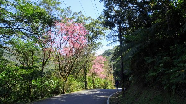 春天的顏色1279655