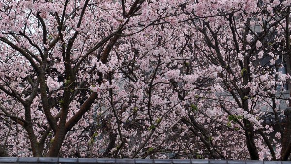 陽明山東方寺—櫻花怒放902603