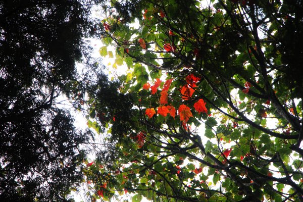 鳶嘴、稍來山O環-飛越岩稜 赴約紅葉 !787338