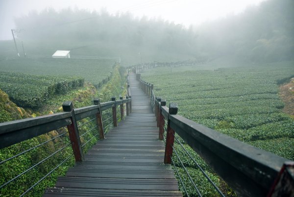 2026.02.07~02.08阿里山健行 & 阿里山石棹森林茶席(嘉義/登山/JRJ紀錄分3010619