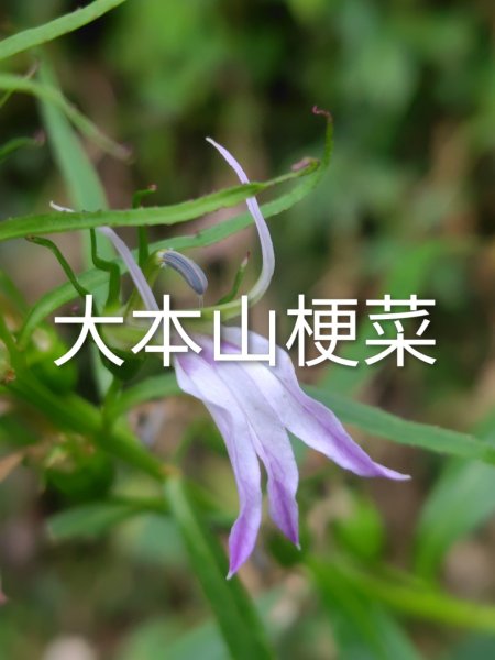 多納六秀 京大山2957567