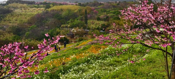 #平菁街 #鵝尾山梯田 #廣佑聖王廟 #寒櫻巷 #夕陽 1/24&252987013