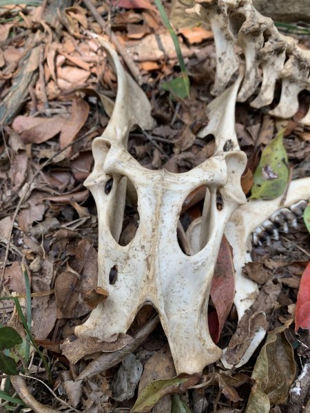 20250404屏東北獅子頭山-霧里乙山2757441