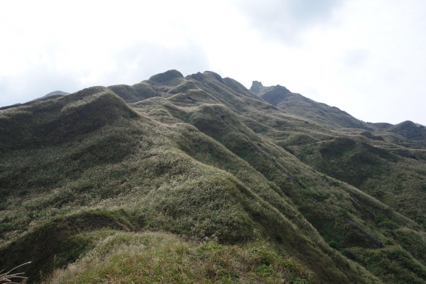 【步道小旅行】芒草佈滿茶壺山1915