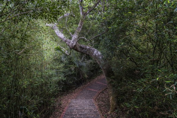 樹林與竹林交相的十二寮古道1368545