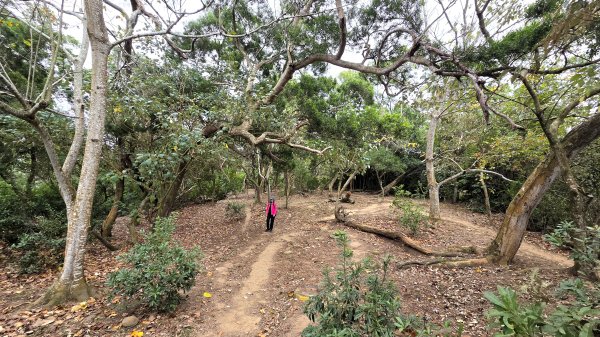 北部出發來去中部悠哉走個鐵砧山2993395