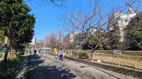 汐止康誥坑溪櫻花2405578