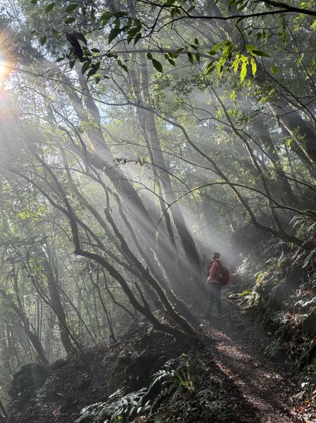 鎮西堡巨木步道B區全段+A區部分3008499