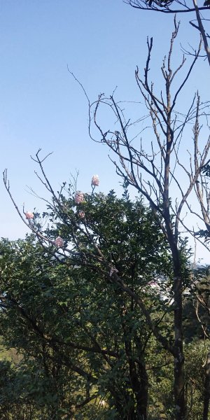 基隆國家新城樂利山，國寶鐘萼木開花惹1281542