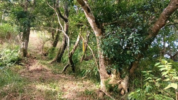 坪林區金瓜寮土地公-火炎山東峰-火炎山-火炎山南峰-金瓜寮土地公O型3138294