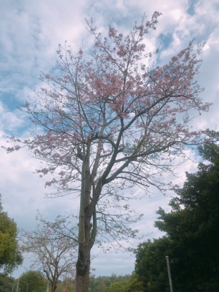 桃源里森林步道430628