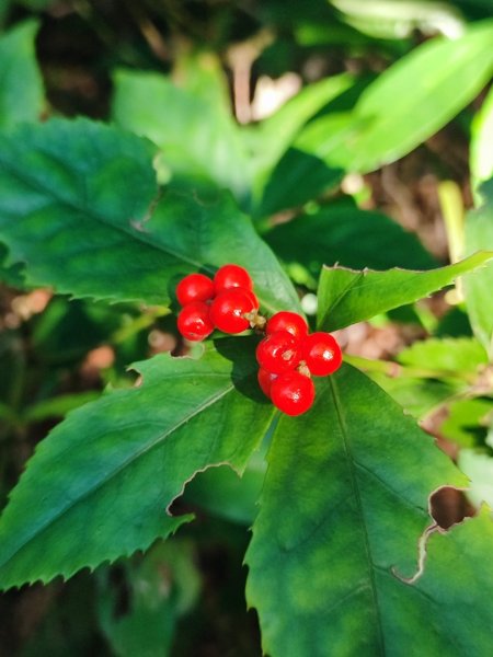 草山觀瀑吊橋-百年楓香巨木-草山水管支線-大屯瀑布-小隱潭瀑布2982764