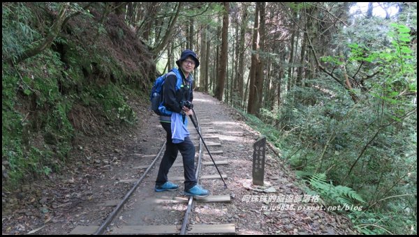 嘉義。特富野古道。鐵道森林最美的步道422551