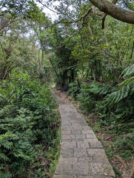 2025-05-17 三進三出九五峰 (象山、中華科大、麗山橋)2796911