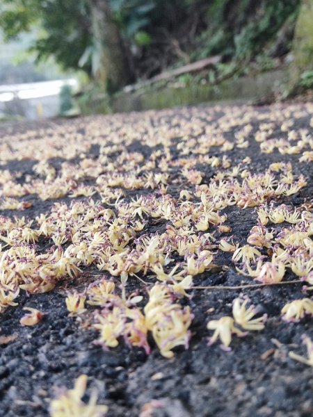 三峽白雞三山2963343