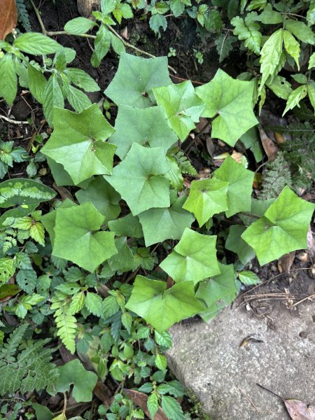 陽明山東西大縱走-西段3016193