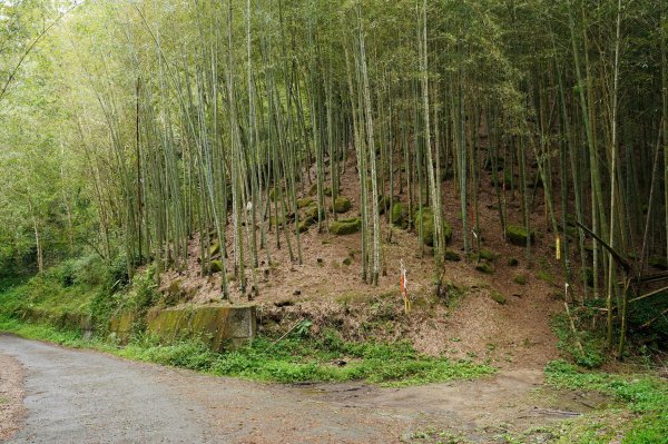 南投 鹿谷 溪頭山、竹崙山、志騰山2730644