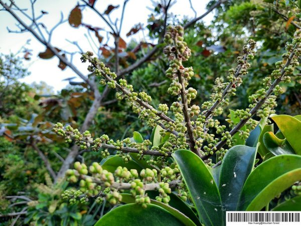 《台中》都會公園步道漫步202011011151260