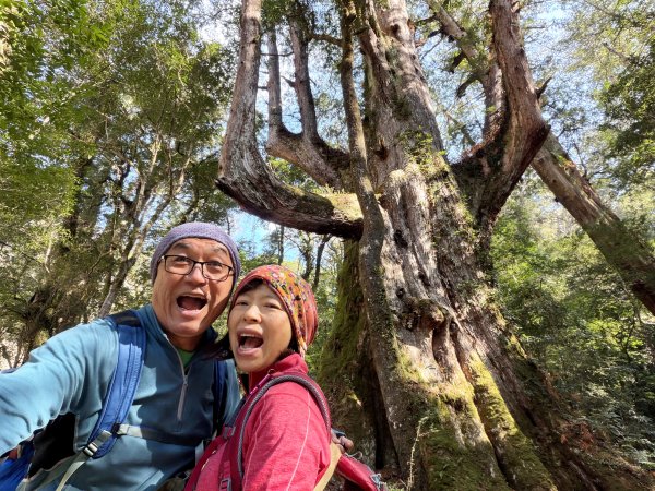 司馬庫斯巨木步道+櫻花祭202602193009440